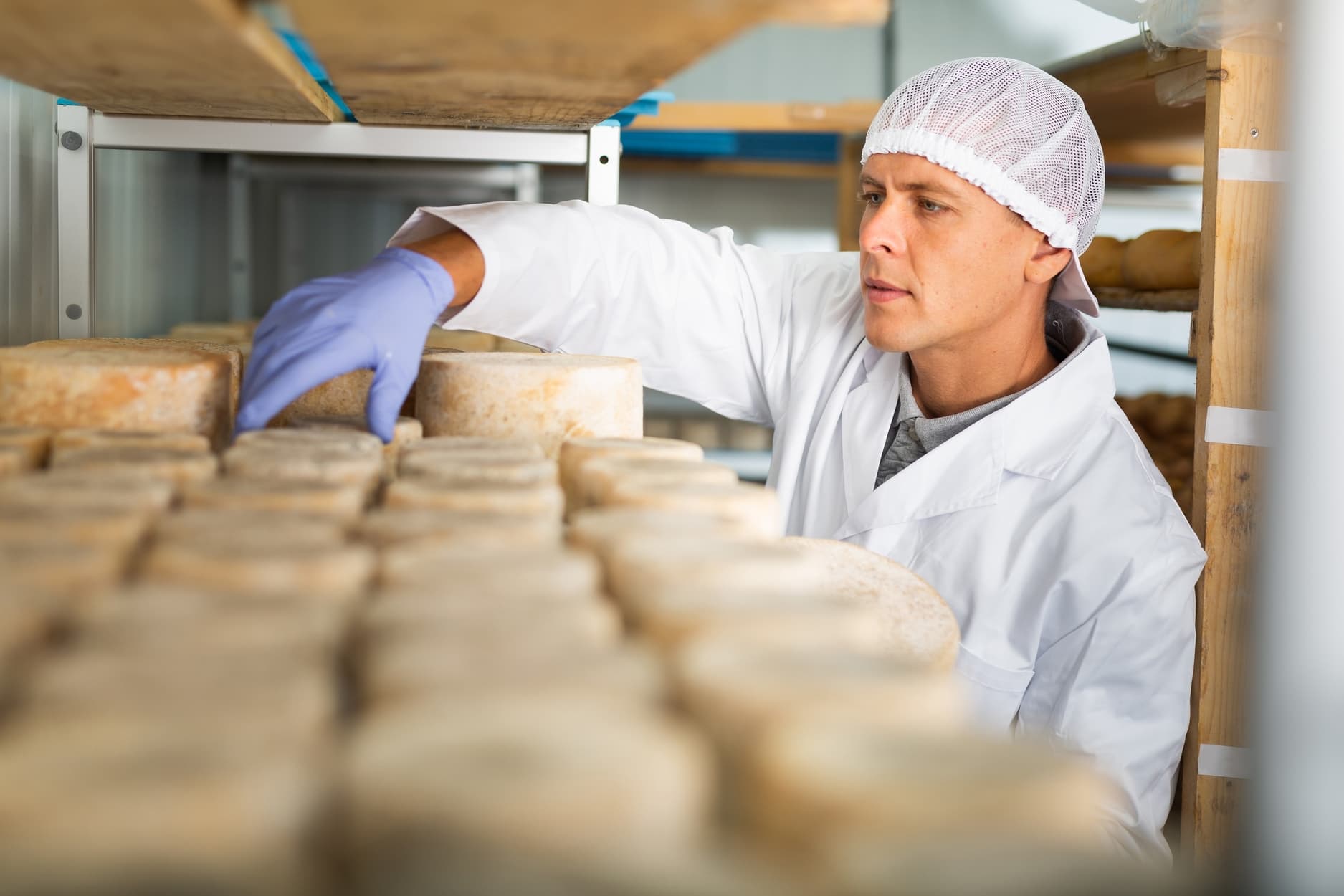 Professional cheese maker controlling maturing process of goat cheese wheels placed on shelves of storehouse at factory
