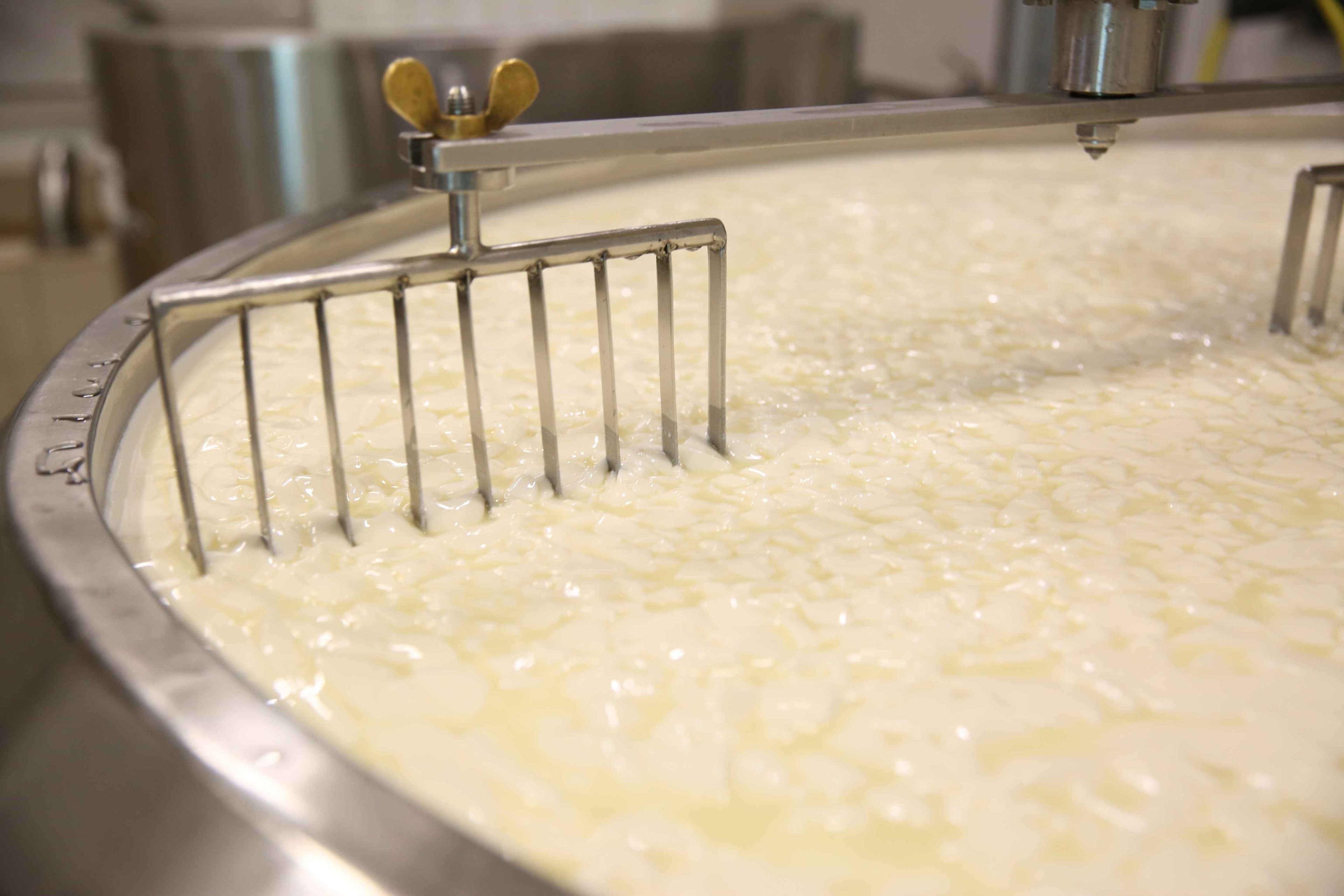 Curd and whey in tank at cheese factory, closeup