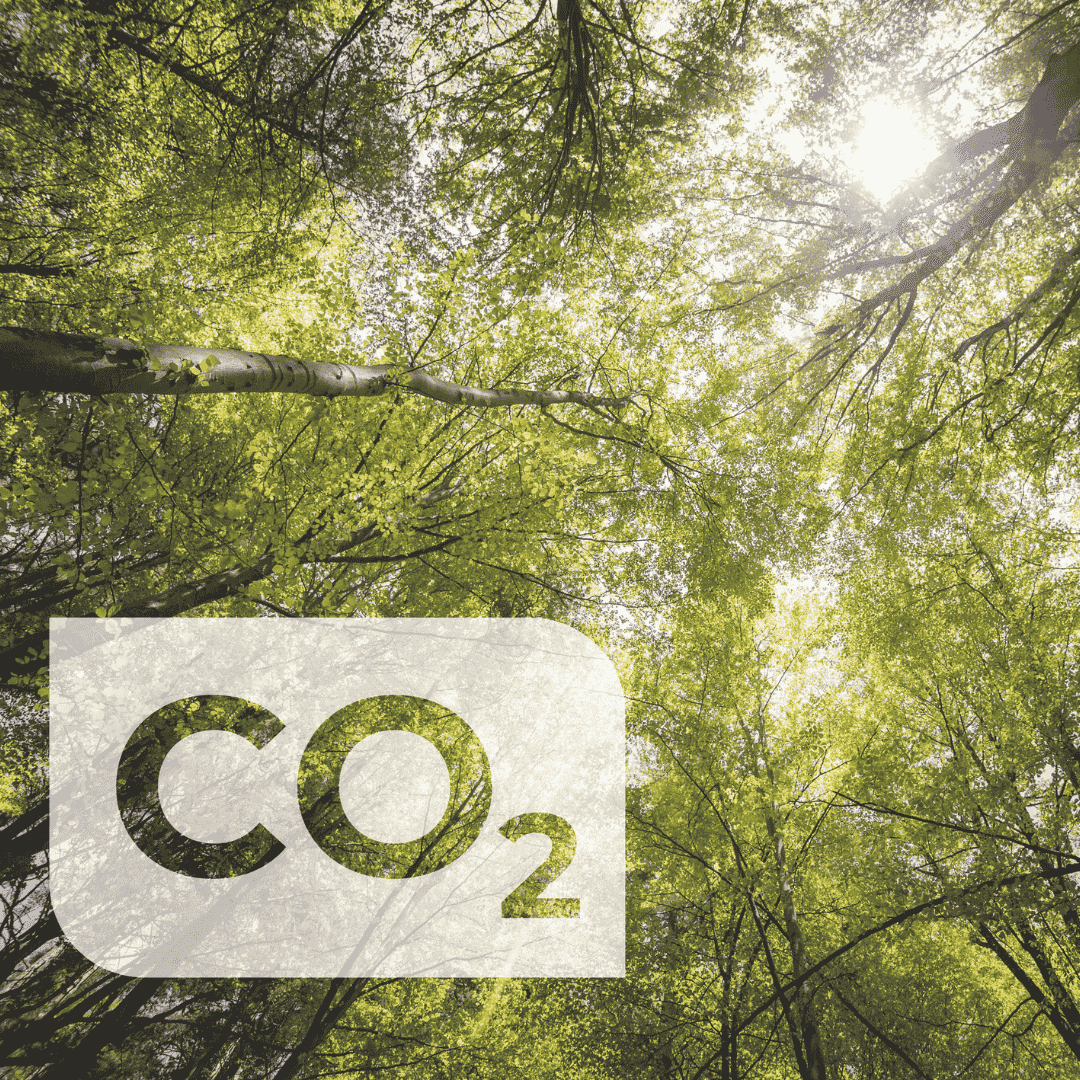 Graphic showing CO2 symbol and forest backdrop representing environmental impact.