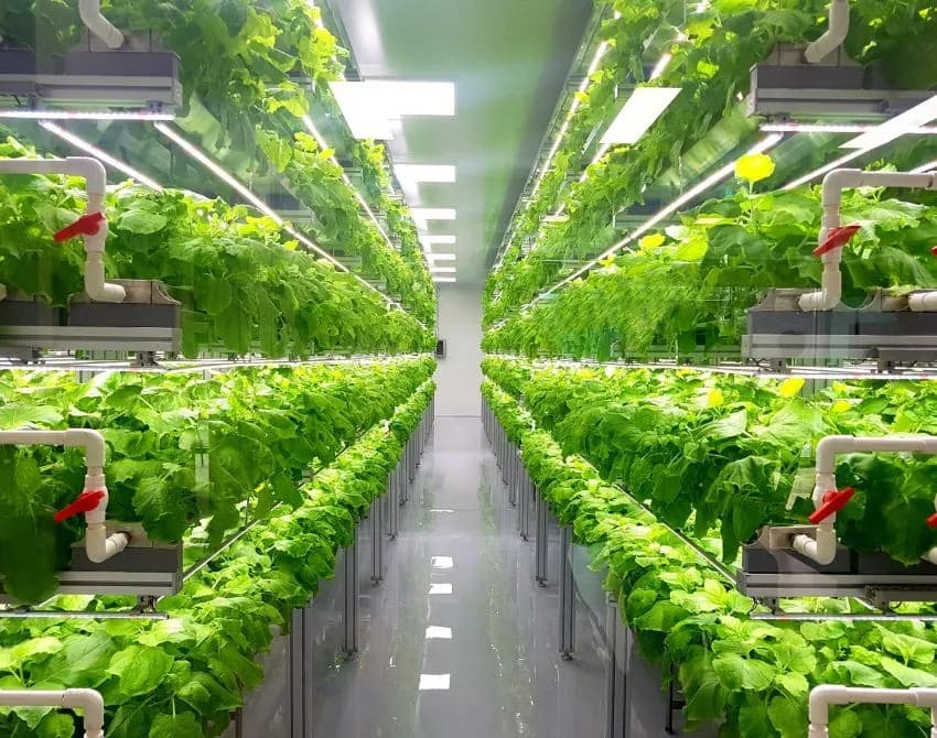 Indoor vertical farm with rows of lush green lettuce under LED lights