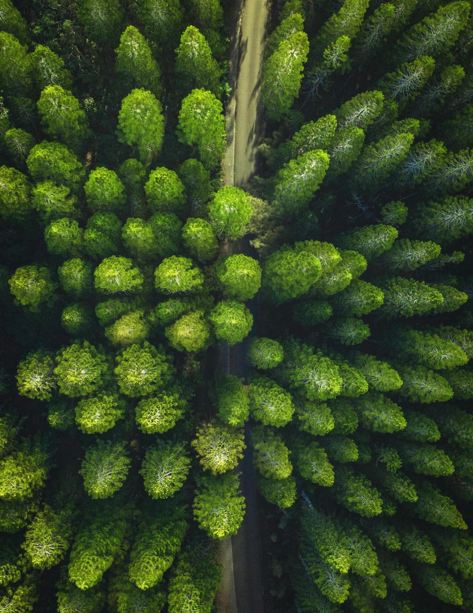 Aerial view of a pine forest with a road cutting through the greenery