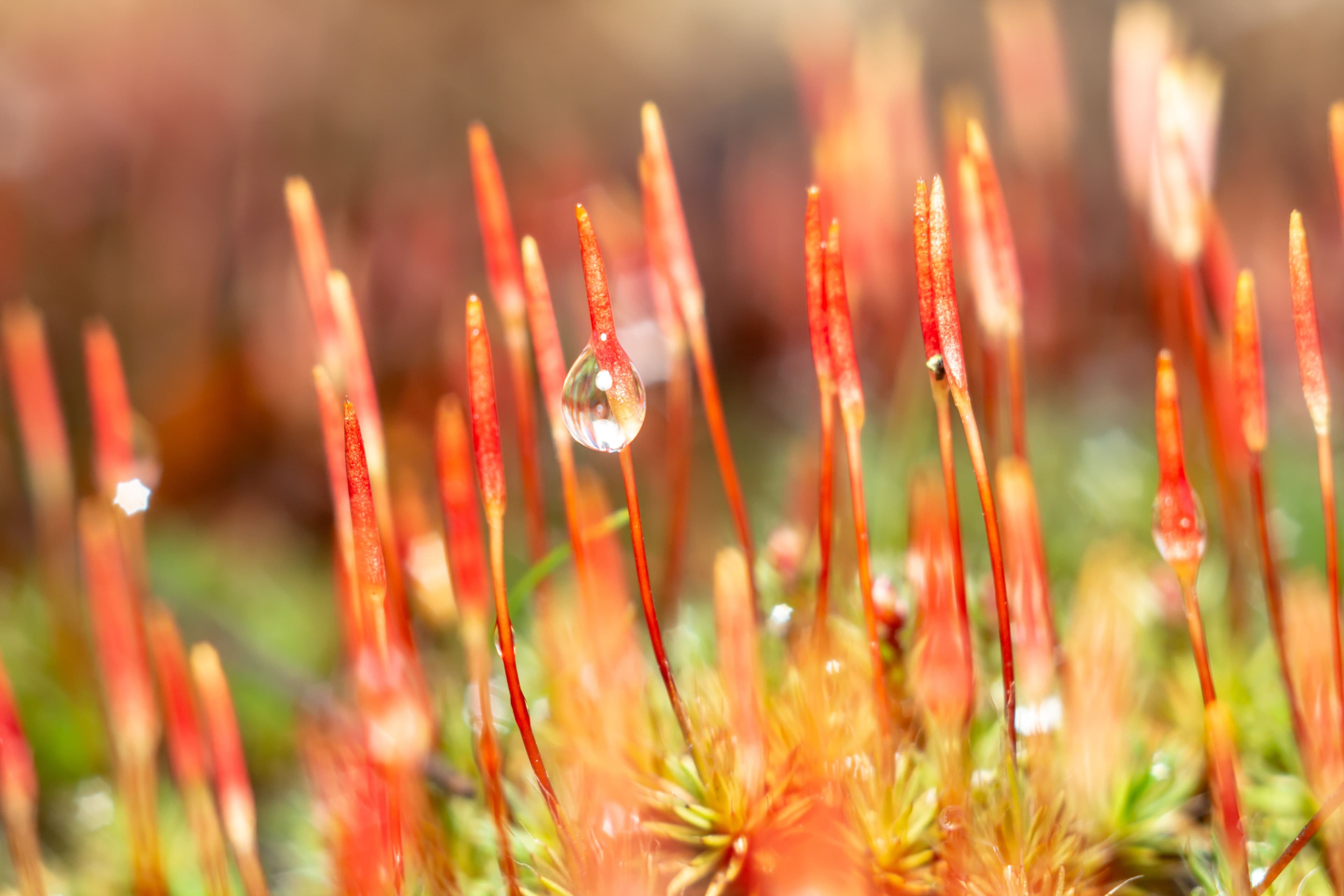 Close-up of vibrant moss with red stalks and dew drops glistening in natural sunlight