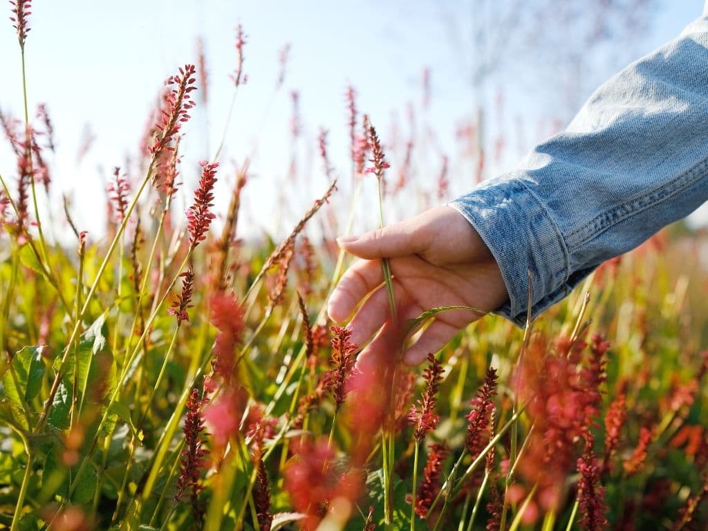 Hand in denim sleeve gently touching red wildflowers in a sunlit meadow